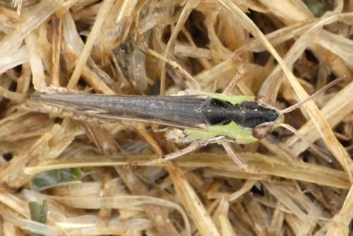 Réf. 237 669 : Omocestus petraeus